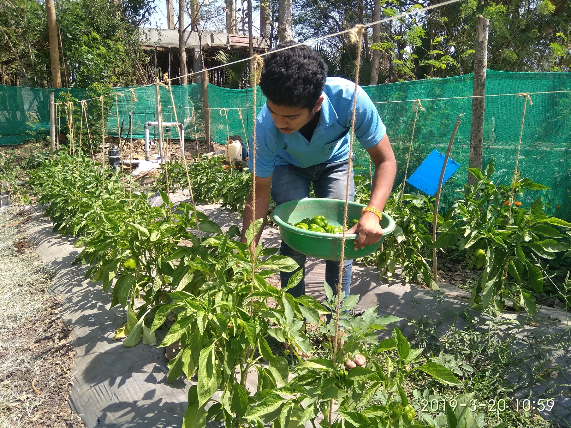 Capsicum harvesting on campus farm